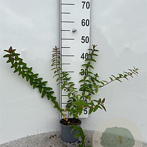 Hypericum dummeri 'Peter Dummer' 30-40 cm C1.3