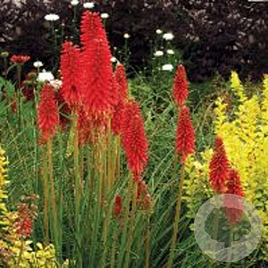 Kniphofia 'Redhot Popsicle' GM P9