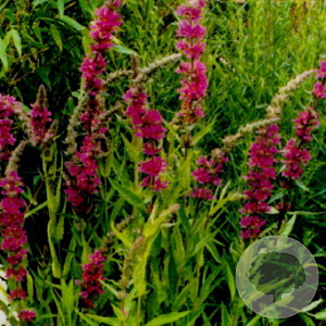 Lythrum sal. 'The Beacon' GM P9