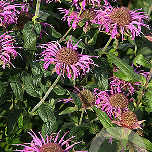 Monarda 'Violet Queen' GM P9