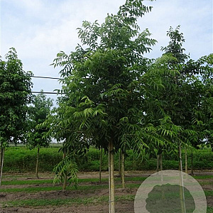 Phellodendron amurense 45-50 HO draadkluit