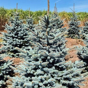 Picea pungens 'Super Blue' 150-175 cm draadkluit extra