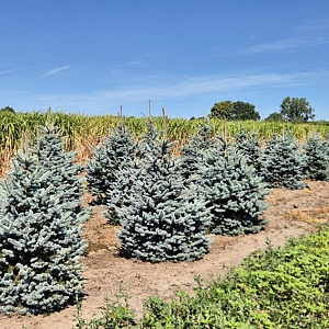 Picea pungens 'Super Blue' 150-175 cm draadkluit extra
