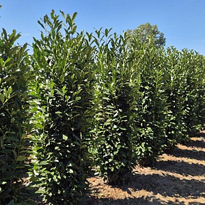 Prunus l. Elly 200-225 cm draadkluit extra