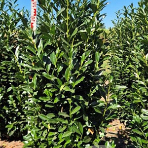 Prunus l. Elly 200-225 cm draadkluit extra