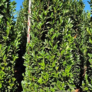 Prunus l. Elly 225-250 cm draadkluit extra