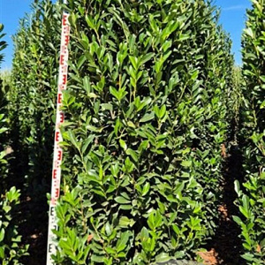 Prunus l. Elly 225-250 cm draadkluit extra