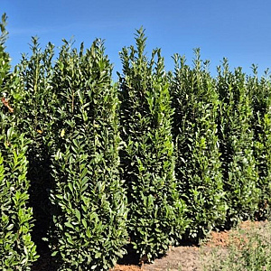 Prunus l. Elly 225-250 cm draadkluit extra