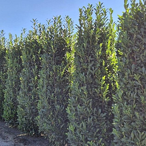 Prunus l. Elly 250-275 cm draadkluit extra