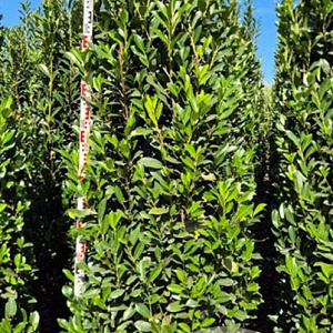 Prunus l. Elly 250-275 cm draadkluit extra