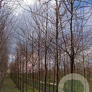 Ptelea trifoliata 12-14 HO draadkluit