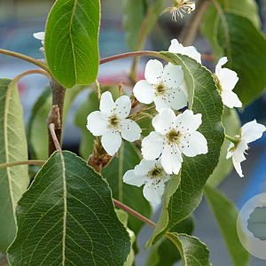 Pyrus betulifolia 20-25 HO draadkluit