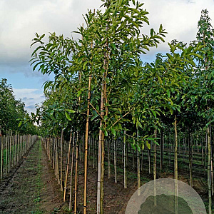 Quercus acutissima 8-10 HO draadkluit