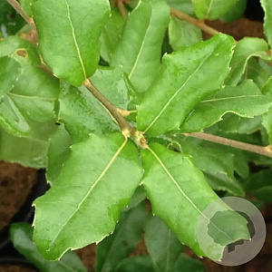 Quercus phillyreoides 10-12 HO draadkluit geveerd