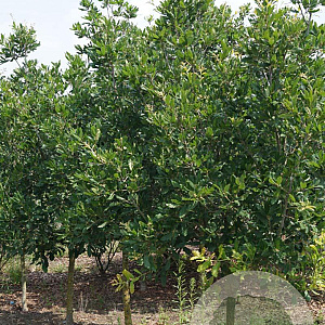 Quercus turneri 'Pseudoturneri' 14-16 HO draadkluit geveerd