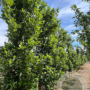 Quercus warei 'Long' 16-18 HO draadkluit geveerd