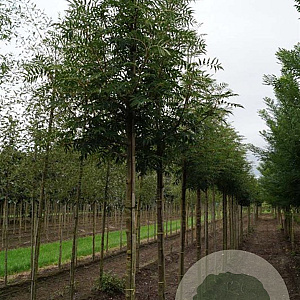 Sorbus randaiensis 10-12 HO draadkluit