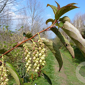 Stachyurus himalaicus 175-200 cm draadkluit struik op Stam