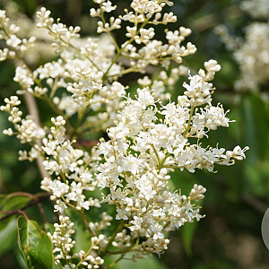 Syringa pekin. 'Pendula' 350-400 cm draadkluit struik 140-160 diameter