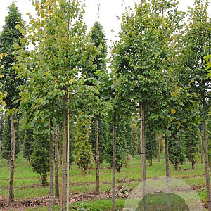 Tilia kiusiana 8-10 HO draadkluit