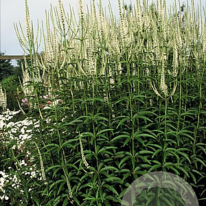 Veronica spic. 'Alba' GM P9