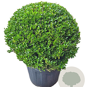 Ilex crenata Dark Green 70 cm cont. 55L bol