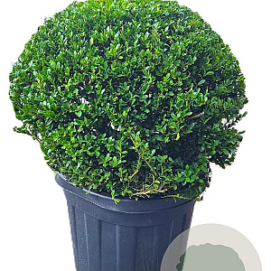 Ilex crenata Dark Green 70 cm cont. 55L bol