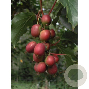 Actinidia a. 'Geneva' GM C1.5