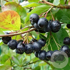 Aronia mitschurinii 'Amit' 60-80 cm 3,0L