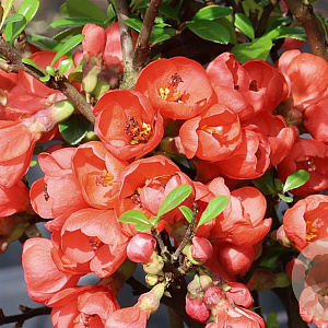 Chaenomeles spec. 'Friesdorfer' 30-40 cm 5,0L struik