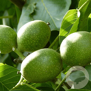 Juglans bixbyi 'Mitchell' 60-80 cm 10L