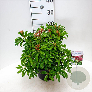 Pieris jap. 'Red Mill' 25-30 cm 3,5L