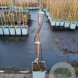 Rubus 'Buckingham Tayberry' 40-60 cm P15