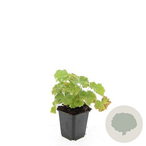 Alchemilla mollis GM P9