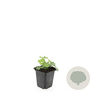 Alchemilla mollis GM P9