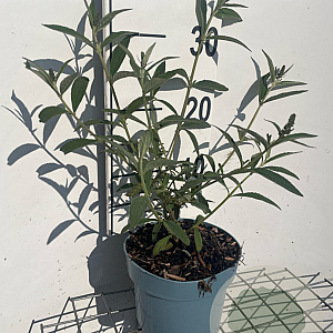 Buddleja d. 'Black Knight' GM 2,0L