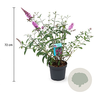 Buddleja d. 'Pink Delight' 50-60 cm 3,5L