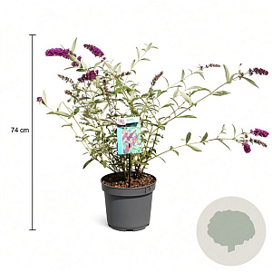 Buddleja d. 'Royal Red' 50-60 cm 3,5L