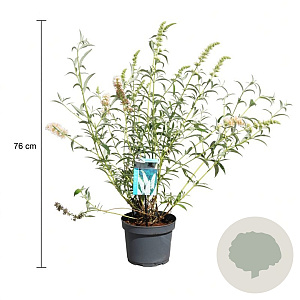 Buddleja d. 'White Profusion' 50-60 cm 3,5L
