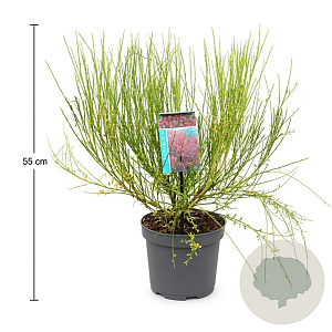 Cytisus 'Boskoop Ruby' 30-40 cm 3,5L