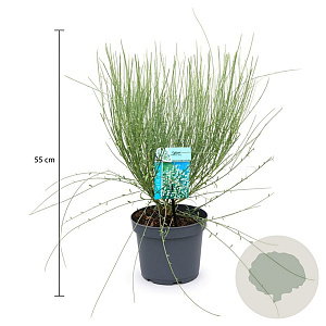 Cytisus praecox 'Albus' 30-40 cm 3,5L