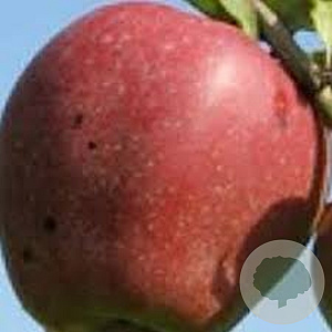 Malus d. 'Zoete Ermgaard' struik wortelgoed
