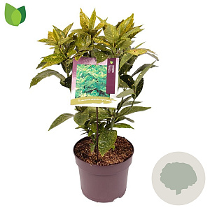 Aucuba jap. 'Variegata' 40-50 cm 7,5L