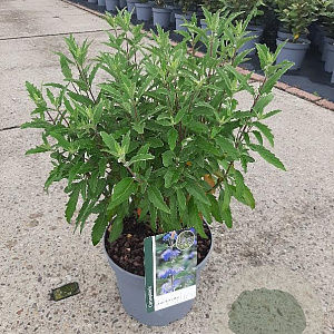 Caryopteris cland. Grand Bleu 40-45 cm 5,0L
