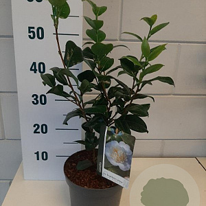 Camellia j. 'Brushfield's Yellow' 30-40 cm 3,0L
