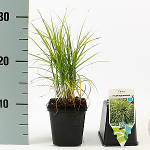 Carex muskingumensis GM P9