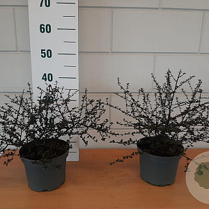 Ceanothus 'Blue Sapphire' 40-50 cm 5,0L