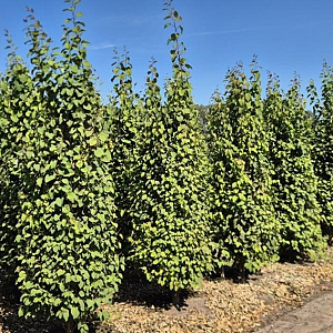 Cercidiphyllum japonicum 250-275 cm draadkluit