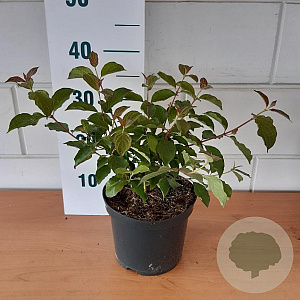 Cornus sang. 'Midwinter Fire' 40-60 cm 3,0L