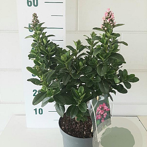 Escallonia laevis Pink Elle 30-40 cm 3,0L